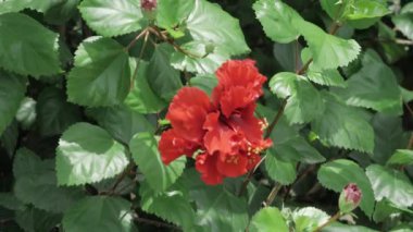 Vibrant Red Flower in Bloom - A Close-up Look at Nature's Beauty