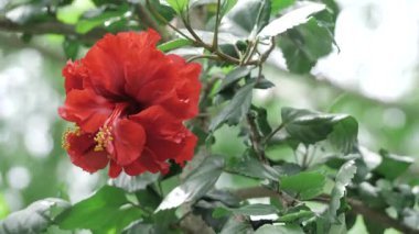 Vibrant Red Flower - A Bloom of Beauty in Nature