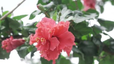 Striking Beauty - A Close-up of the Vibrant Pink Flower in Full Bloom