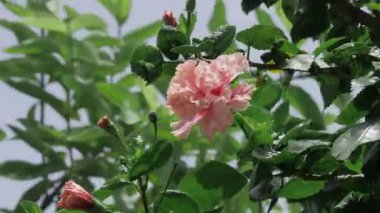 Embrace Spring's Whimsy - A Close-up of the Blossoms' Charm