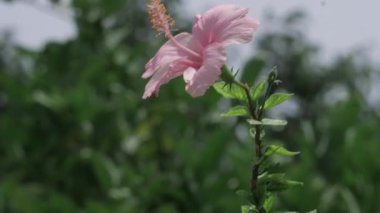 Vibrant Floral Elegance - Captivating Pink Lily in Full Bloom