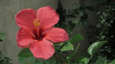 Vibrant Red Flower in Bloom - A Close-up Look at Nature's Beauty