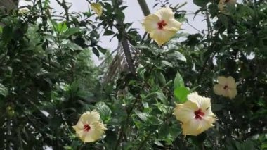 Vibrant Floral Elegance - A Gorgeous Garden Blossom Spectacle