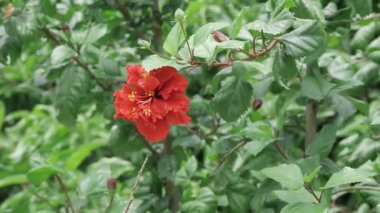 Vibrant Red Flower - A Bloom of Elegance