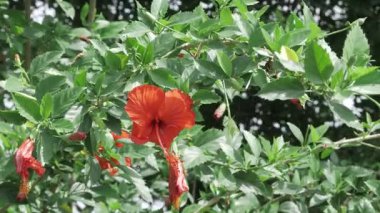 Blooming in the Wild - A Gorgeous Floral Display