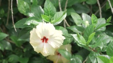 Whitewater Wonders - A Bloom of Elegant White Lilies