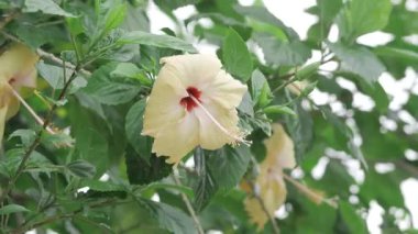 Serene Elegance - A Close-up Blossom's Story