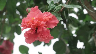 Vibrant Pink Blossoms in the Sun - A Floral Delight