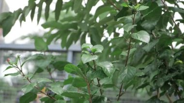 Vibrant Green Leaves - A Close-Up Look at Nature's Elegance