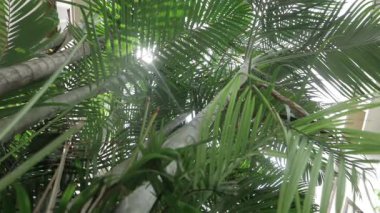Serene Sunlight Through Lush Green Leaves - A Nature Delight