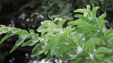 Vibrant Green Leaves - A Serene Blossom of Nature's Artistry