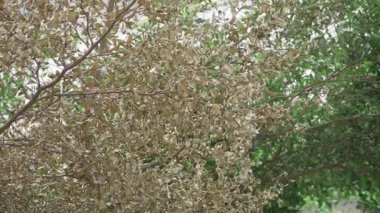 Vibrant Tree Branches - An Unforgettable Nature Escape