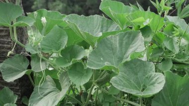 Vibrant Vegetation - A Botanical Delight