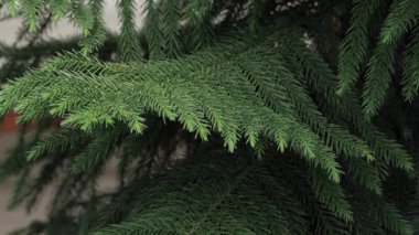 Vibrant Green Leaves in a Forest - A Nature Bliss