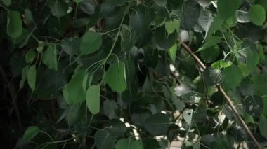 Vibrant Green Leaves - A Close-up Look at Nature's Beauty