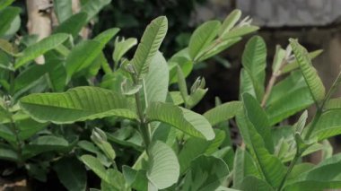 Vibrant Green Leaves - A Close-up Look at Nature's Beauty