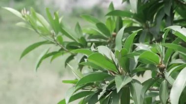 Vibrant Green Leaves - A Close-up Look at Nature's Beauty