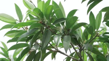 Bir ağacın canlı yeşil yaprakları