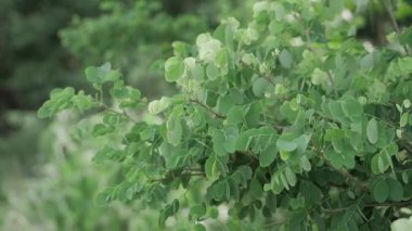 Vibrant Green Leaves on Tree Branches