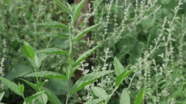 Vibrant Greens - An Intimate Look at the Texture of Nature