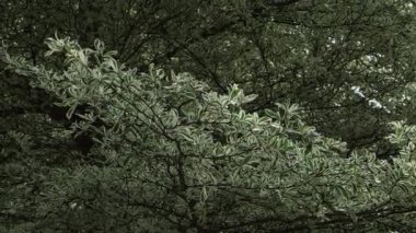 Vibrant Green Leaves - A Serene Elevating View