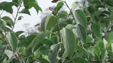 Vibrant Green Leaves Close-Up - Nature's Ethereal Charm