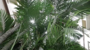 Bright and Beautiful - A Journey through the Enchanting Jungle