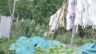 Unraveling the Laundry Line - A Washed-in-Nature Vignette