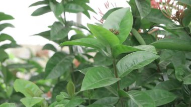 Vibrant Green Leaves in a Blurry Garden - Close-Up Natural Beauty