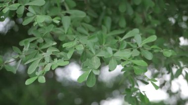 Vibrant Green Leaves - A Close-up View