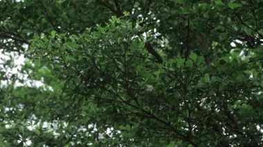Vibrant Green Leaves on a Tree - A Closer Look