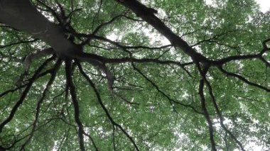 Exploring the Wondrousness of a Canopy - A Journey Through a Tree's Universe