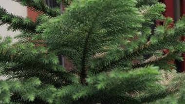 Vibrant Green Leaves Close-Up - A Nature-Inspired SEO Title