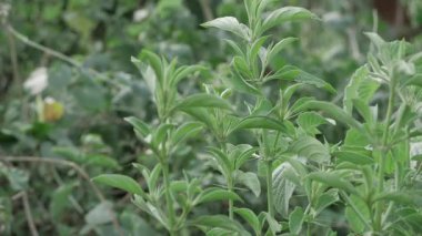Vibrant Green Leaves in Close-up - Freshness in Nature