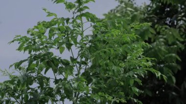 Bright Green Leaves - A Whirlwind of Nature's Vibrancy