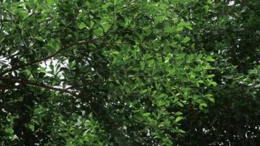 A Vibrant Oasis - A Close-Up Look at a Thriving Tree