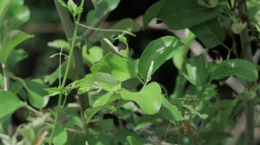 Vibrant Green Leaves in the Wild