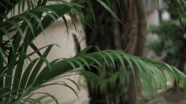 Vibrant and Lush Green Leaves of a Tree - Close-up Nature Photography