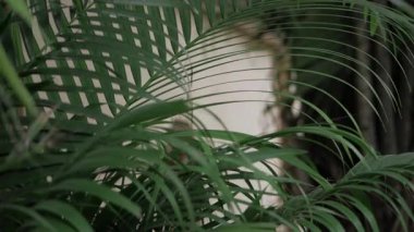 Unearthing Nature's Gems - A Journey Through the Lush Green Jungle