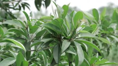 Vibrant Leaves - A Fresh Look at Nature's Palette