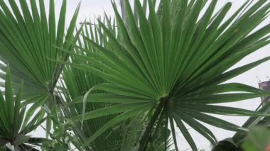 Enhance Your Garden with Vibrant Green Leaves