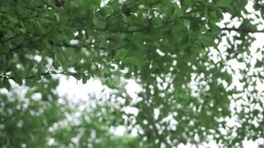 Vibrant Green Leaves - A Nature's Whimsy