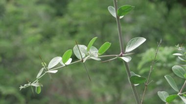Vibrant Green Leaves on Branch - Close-up Nature Image