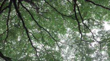 Enchanting Canopy - A Journey Through the Lush Leaves and Veins