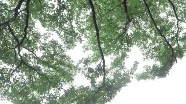 Standing in the Woods - A Journey through the Canopy