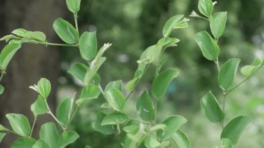 Lush Green Leaves - A Close-Up Look at Nature's Splendor