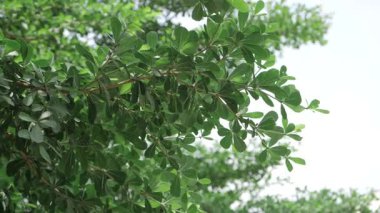 Vibrant Green Leaves - A Fresh Look at Nature's Splendor