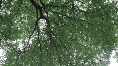 Standing in the Woods - The Ultimate Guide to the Perfect SEO Title