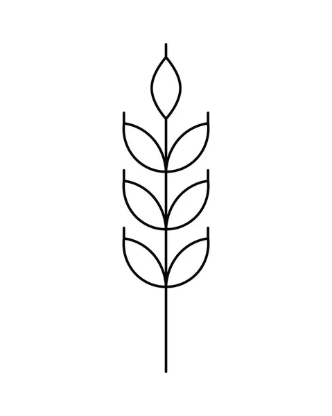 Ícone Linear Vetorial Orelha Trigo Isolado Fundo Branco Emblema Design —  Vetores de Stock