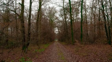 Sonbahar ormanlarında yol 